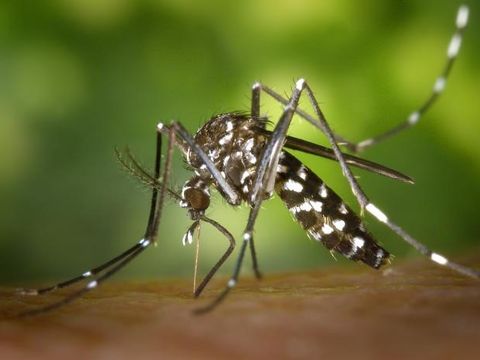 (Bild: Public Health Image Library (PHIL), Centers for Disease Control and Prevention #2165 )