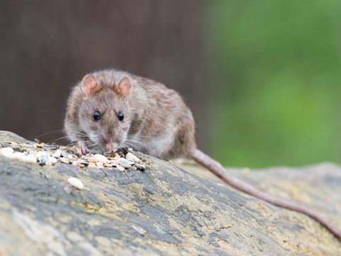 Ratte