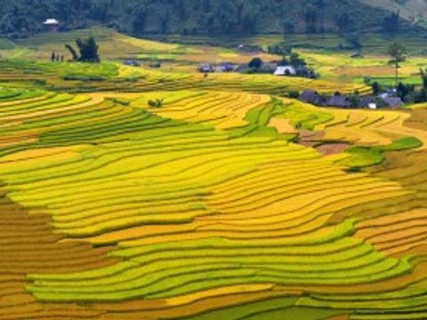Terrassenreisfelder_in_Vietnam