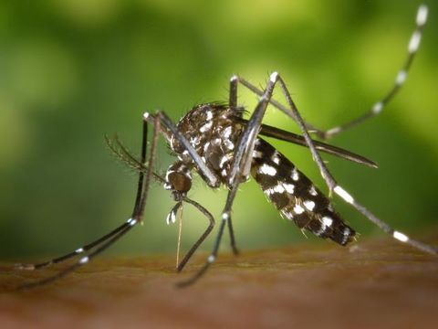 Aedes Albopictus