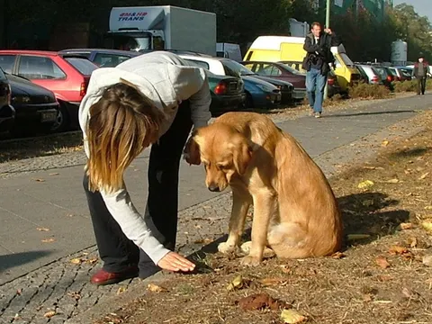 Das Bild zeigt eine Person die sich zu einem Hund herunterbeugt