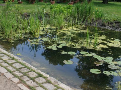 Teichpflege