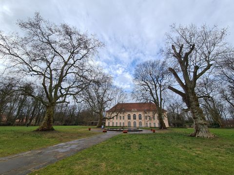 Plantanen im Schlosspark Schönhausen