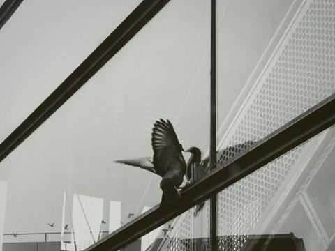 Kollisionen Vogel Glasfassade