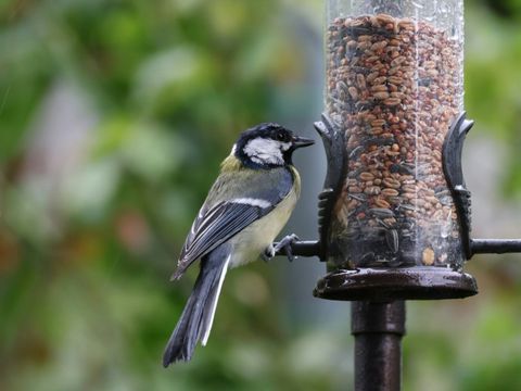 private Vogelfütterung