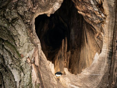 Vogel in Baumhöhle