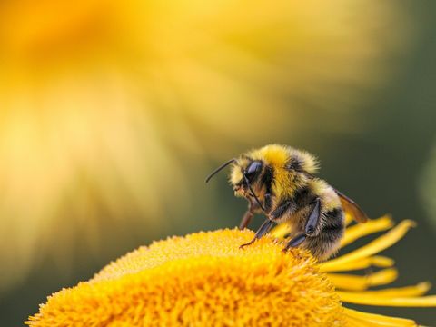 Hummel