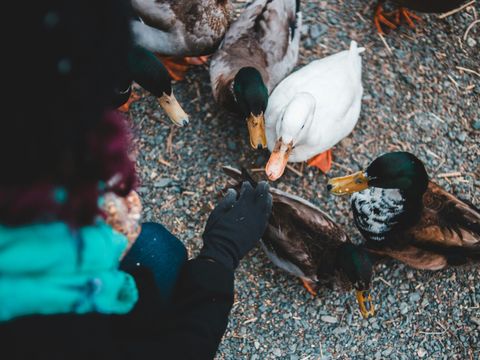 Enten füttern