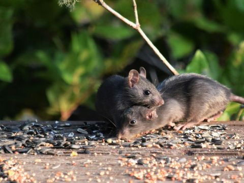 Ratten