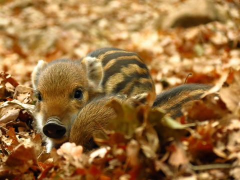 Wildschweine