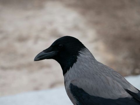 Krähe