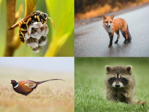 Wildtiere