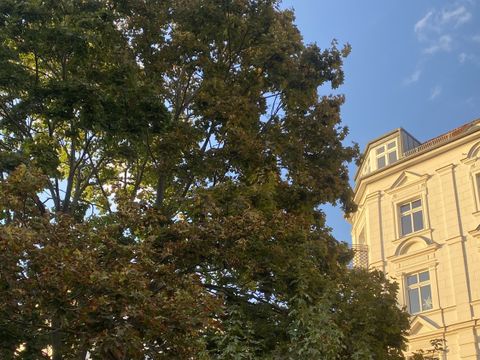 Baum im Innenhof des Bezirksamts Pankow