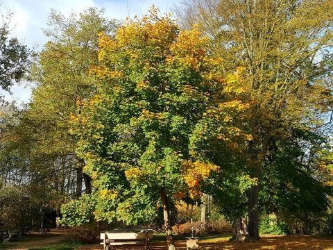 Herbstbaum