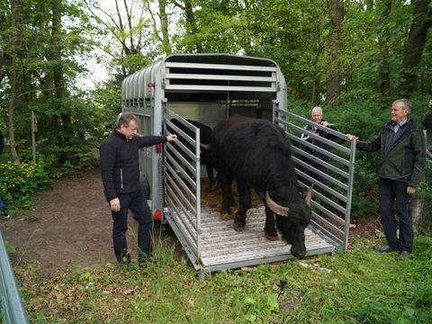 Ankunft der "tierischen Rasenmäher" (Bild: BA Reinickendorf)