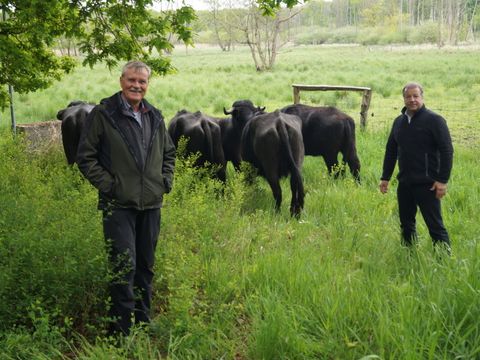 Landwirt Helmut Querhammer (v.l.) und Bezirksbürgermeister Balzer beim Weideauftrieb im Tegeler Fließ (Bild: BA Reinickendorf)