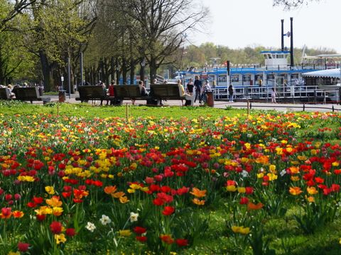 Blumenwiese Tegel