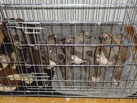 Vier Welpen der Rasse American Staffordshire Terrier sichergestellt. (Bild: BA Reinickendorf)