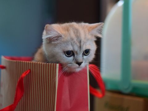 Tiere gehören nicht unter den Weihnachtsbaum (Bild: www.pexels.com)