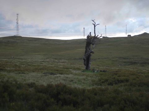 Rob Crosse, Wood fort he Trees, 2023 (Bild: Rob Crosse)