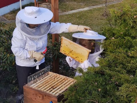 Ferienangebot „Es summt in Reinickendorf“ Bienen-Wokshop (Bild: Foto & © Undine Bragenitz)