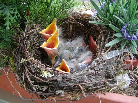 Vogelnest