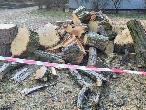 Gefällter Baum in der Rollberge-Siedlung