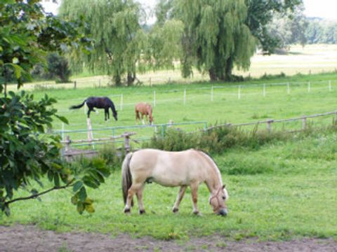 Pferde auf der Koppel in Lübars