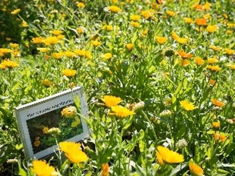 Blumenwiese SUZ Spandau