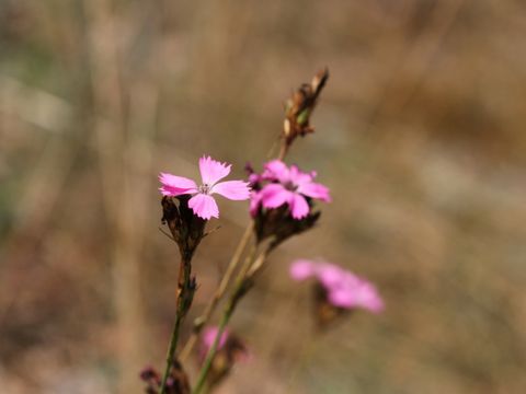 Dianthus carthusianorum (Karthäuser Nelke)