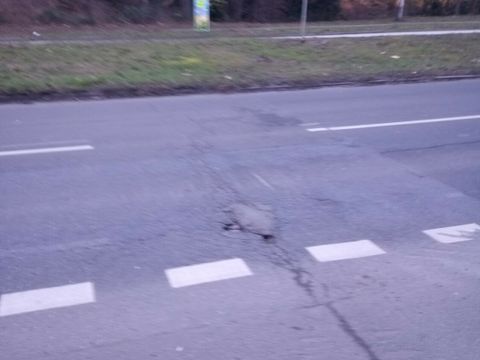 Beispiel des Fahrbahnzustands (Bild: Fachbereich Tiefbau)