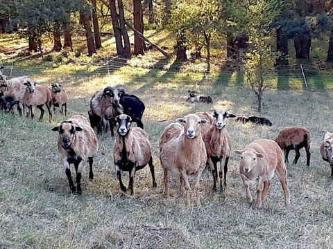 Eine Gruppe von Schafen auf einer Waldweide