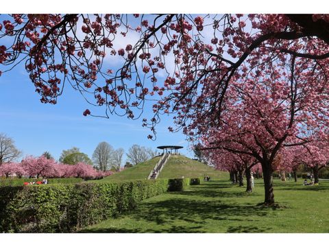 Kirschblüte im Lilienthalpark (Bild: Bezirksamt Steglitz-Zehlendorf)