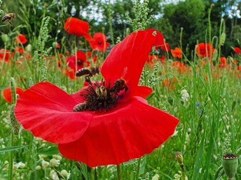 Mohnblumen im Dreipfuhlpark