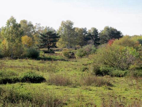 Blick in die Natur der Lichterfelder Weidelandschaft
