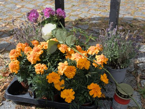Blumenschmuck am Platzschild des Sderotplatzes