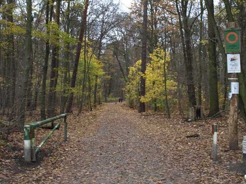 Im Wald