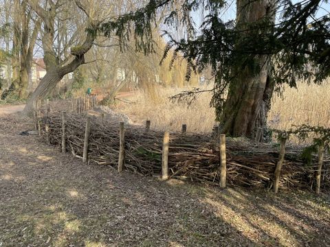 Benjeshecke am Amphibienhabitat