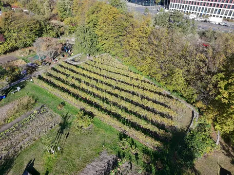 Der Schöneberger Weinberg