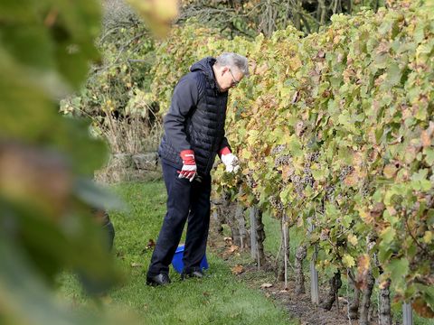 Bezirksbürgermeister Jörn Oltmann bei der Ernte am Rebstock (Bild: Bezirksamt Tempelhof-Schöneberg)