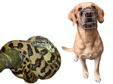 Ein Teppichpython auf einen Ast gewickelt neben einem gelben Labrador mit Maulkorb