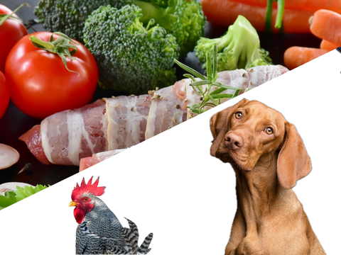 Tomaten, Brokkoli, Karotten, braune Champions und in Schinken gewickeltes Fleisch auf einer Schiefertafel. Ein schwarz-weiß gemusterter Hahn neben einem rotbraunen Hund und einer Schildpattkatze. Darüber eine Biene auf einer Lavendelblüte.