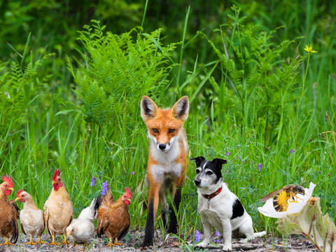Beschreibung 5 Hühner neben einem Fuchs, einem sitzenden Hund und einer Biene auf einer weißen Blume. Im Hintergrund ist eine Blumenwiese zu sehen.