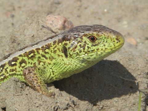 Naturschutzstation in Marienfelde | Die Grüne Schule