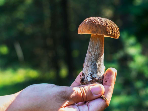 VHS Pilz