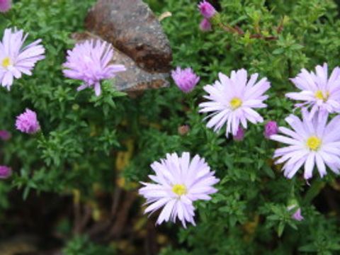 Blumen in der Gartenarbeitsschule ( aus dem Archiv der Pressestelle)
