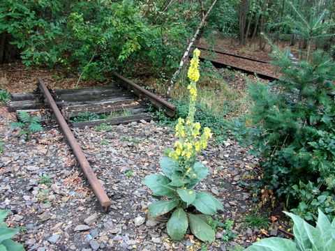 Die Natur erobert das Bahngelände zurück!