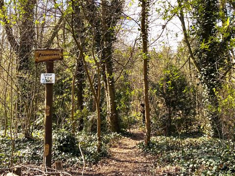Weg in den Wald
