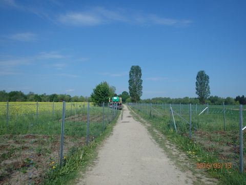 Ersatzpflanzung