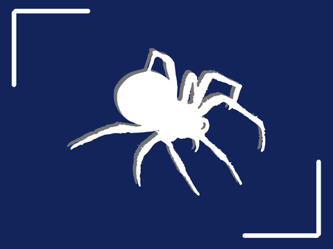 Silhouette einer Spinne